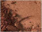 ⁦MAC Powder Blush Format⁩ - الصورة ⁦2⁩
